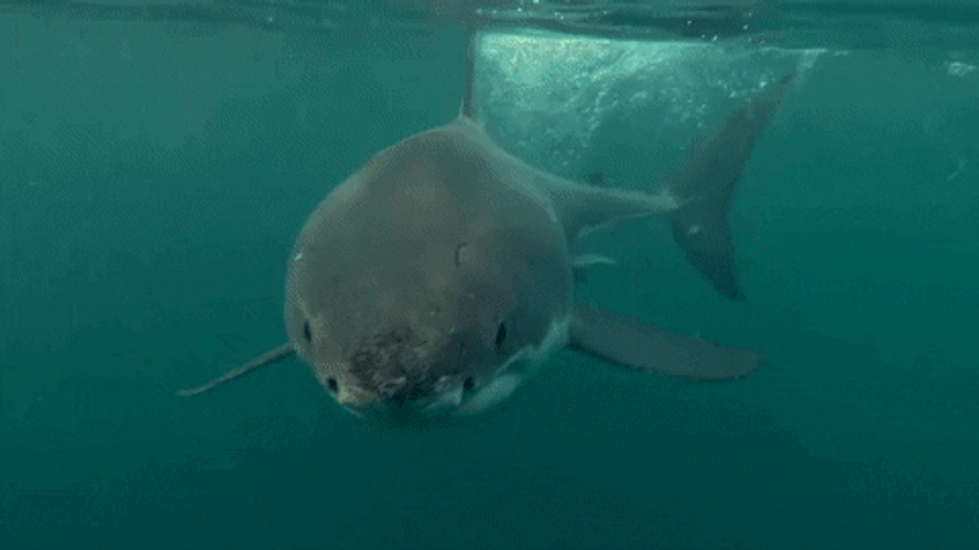 Ocean Shark Animal GIF.