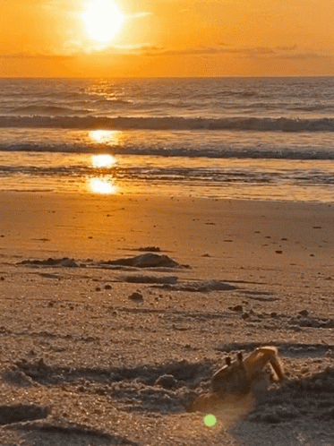 Ocean Sunset with Crab Crawling from Sand