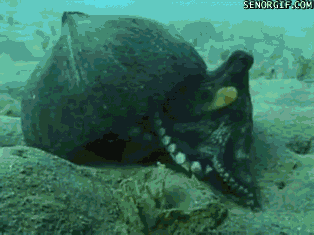 Octopus Aggressively Attacks Camera GIF