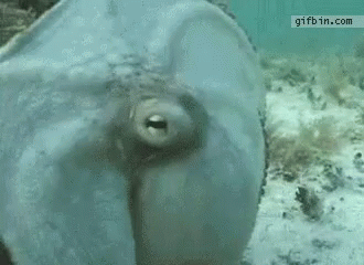 Octopus in Water With Gifbin.com Watermark