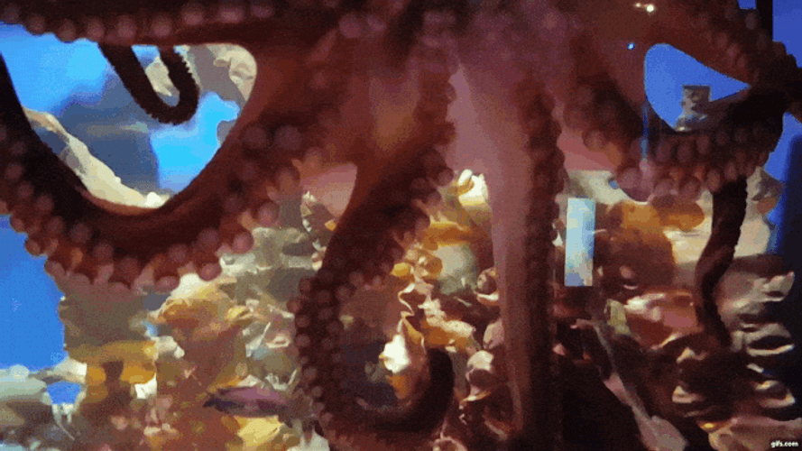 Octopus Incredible Testicles Bottom View GIF