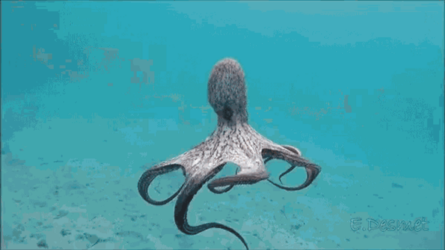 Octopus Looking At The Shore GIF