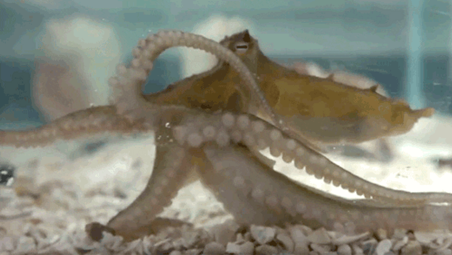 Octopus Sticking Unto The Aquarium Glass GIF