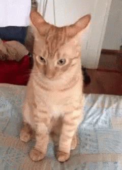 Offended Cat Looking Up GIF