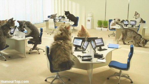 Office Moving Cat GIF
