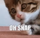 Oh Cat Snap Out Of It GIF