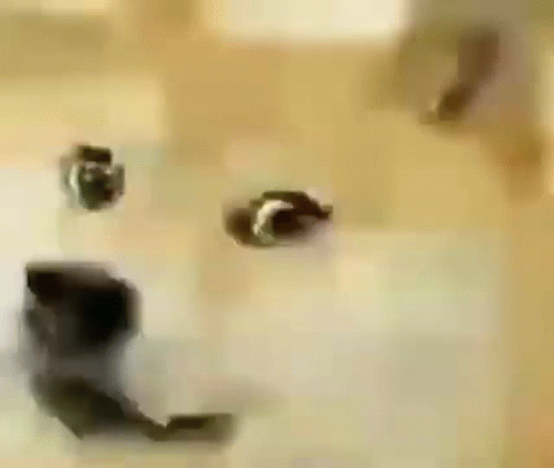 Oh Welsh Corgi Dog Grin Face GIF