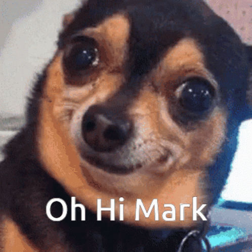 Oh Hi Mark My Dog GIF
