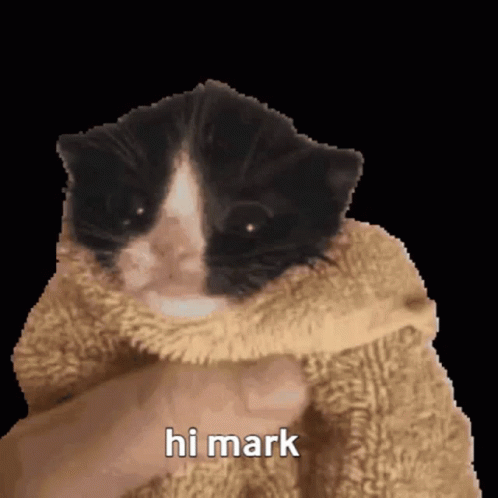 Oh Hi Mark This Is My Cat GIF