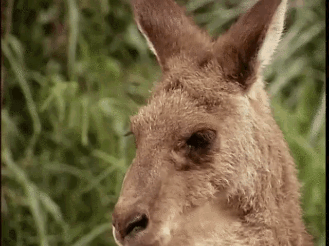 Oh No Kangaroo Looks GIF