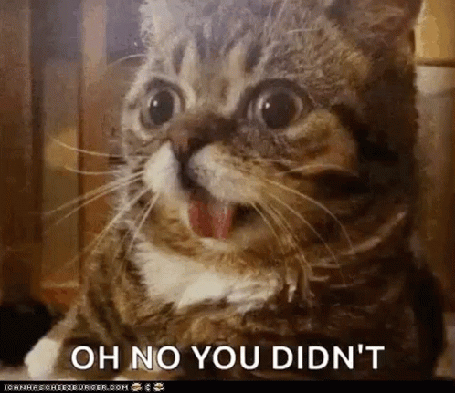 Oh No You Didn't Cat Shocked GIF