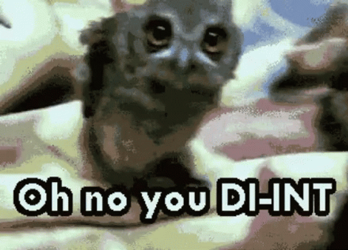 Oh No You Didn't Owl Head Shake GIF
