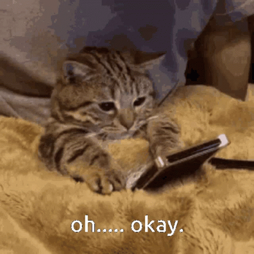Oh Okay Cozy Kitten GIF