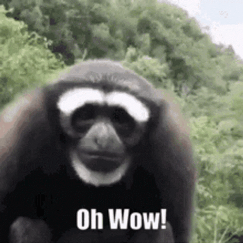 Oh Wow Monkey GIF