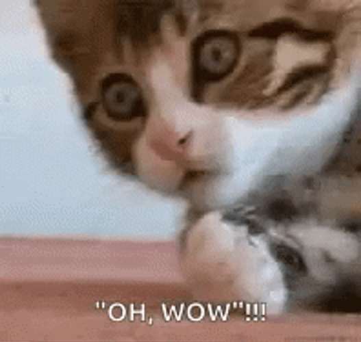 Oh Wow Shocked Cat GIF