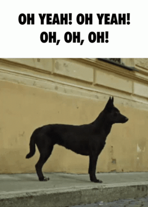 Oh Yeah Dog Dancing GIF
