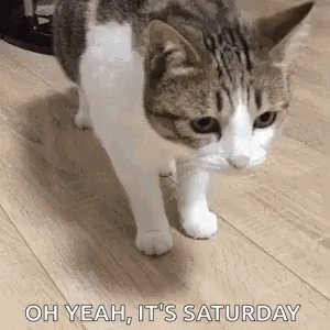Oh Yeah It's Saturday Tired Cat GIF