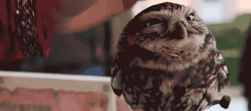 Ohhhh Relaxed Pet Owl GIF