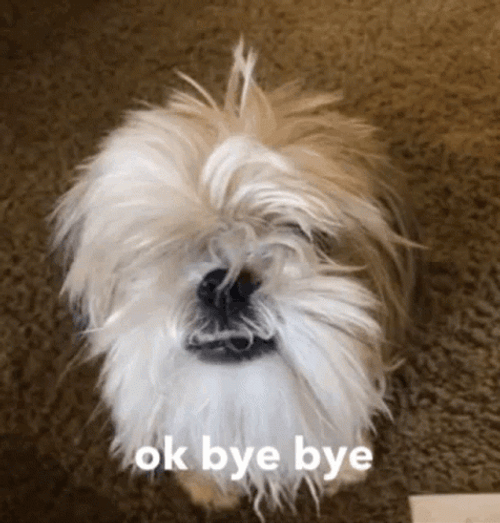 Ok Bye Messy Hair Dog GIF 