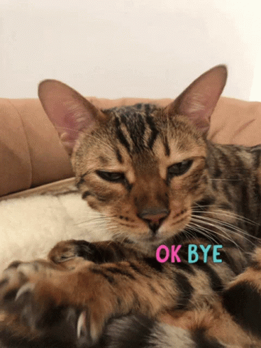 Ok Bye Sleepy Cat GIF