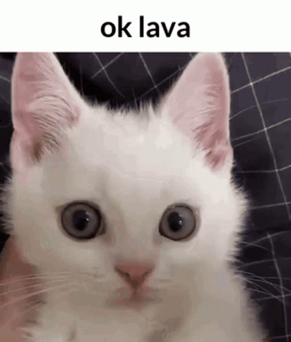Ok Lava White Kitten GIF
