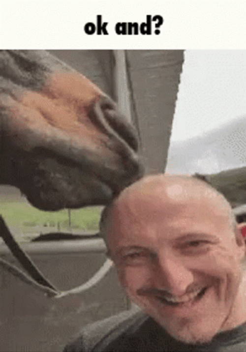 Ok Meme Horse Licking Bald Head GIF
