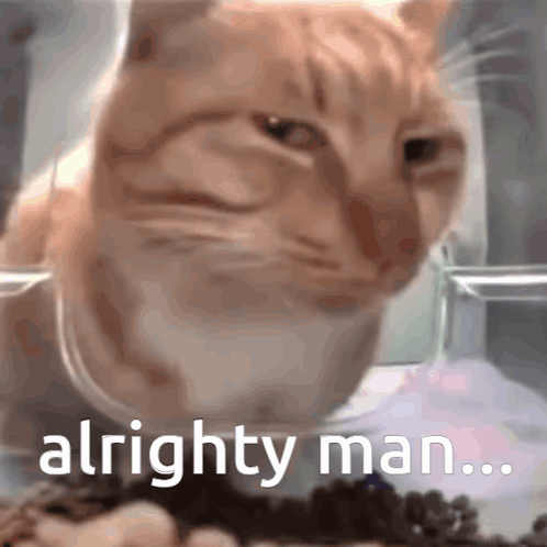 Okay Then Judging Orange Cat GIF