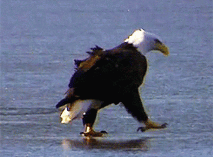 Old Bald Eagle Walking GIF
