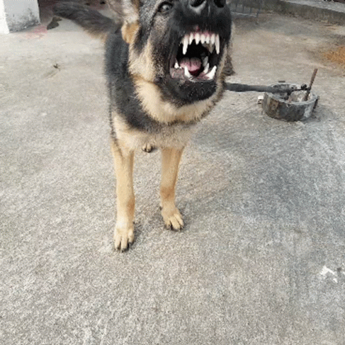 Old German Shepherd Dog Barking GIF