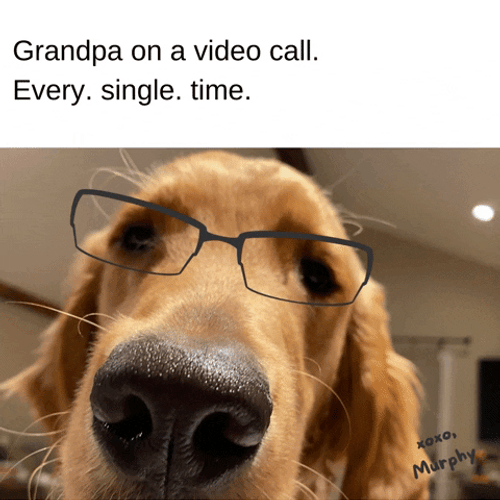 Old Man Dog On Video Call