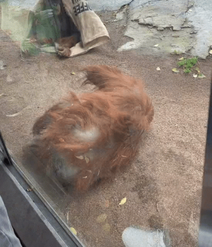 Old Orangutan Monkey Spinning GIF