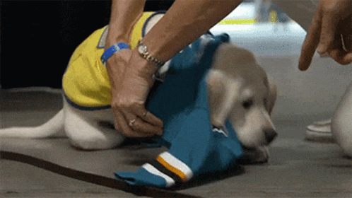 Old Yeller Hockey Dog GIF