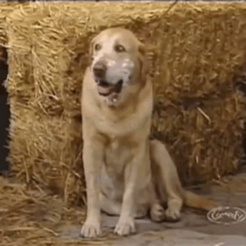 Old Yeller Kuchi Dog GIF