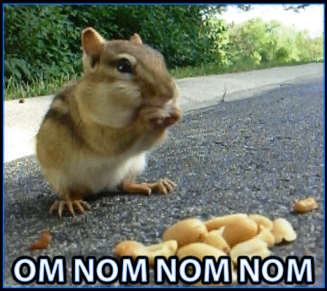 Om Nom Nom Cute Squirrel Meme GIF