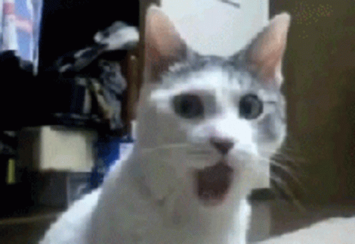 Omg Huh Cat Meme GIF