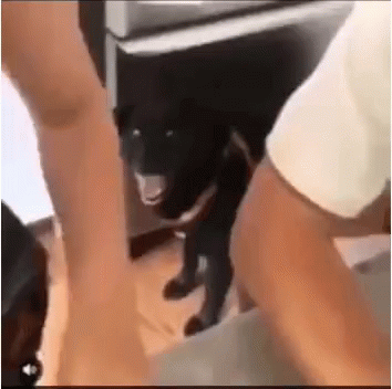 Omg Its Happening Black Dog GIF