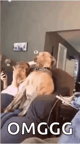 Omg Ptsd Dog GIF