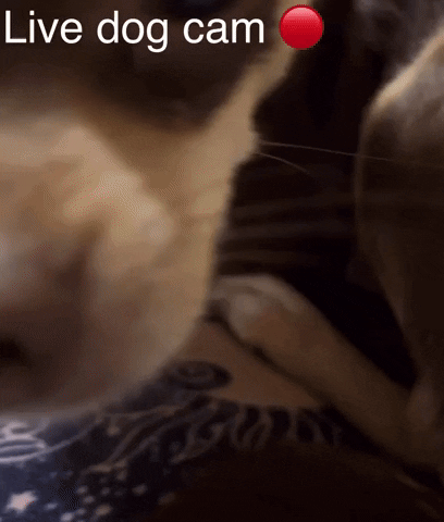 On Live Cam Dog Meme GIF