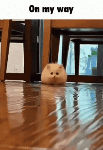 On My Way Cute Kitten GIF