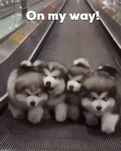 On My Way Four Husky Puppies GIF
