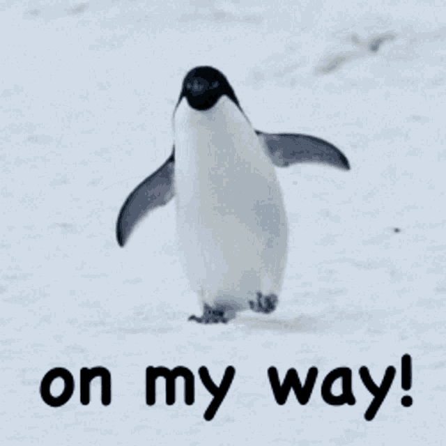 On My Way Penguin Walking GIF
