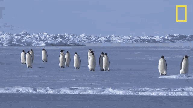 On Our Way National Geographic Gif GIF