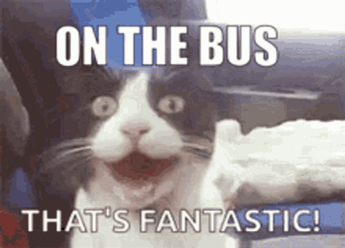 On The Bus Amazed Happy Cat Meme GIF