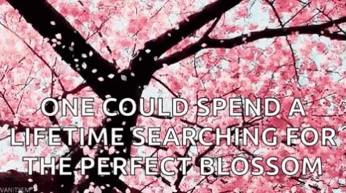 One Could Spend A Lifetime Searching For The Perfect Blossom GIF