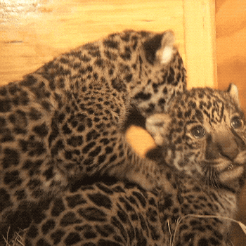 One Naughty Baby Jaguar GIF