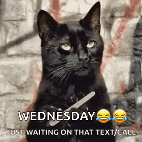 Only Wednesday Evil Cat Waiting For Text GIF