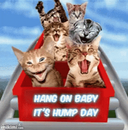 Only Wednesday Funny Cats Roller Coaster GIF