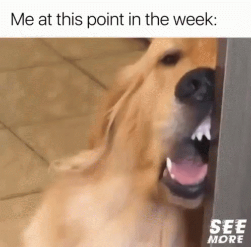 Only Wednesday Tired Dog GIF
