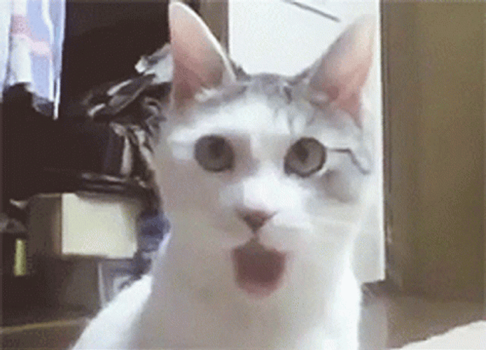 Oooh Cat Reaction When He Didn't Receive A Food GIF