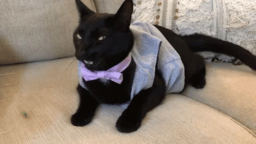 Open Mouth Black El Gato Meme GIF